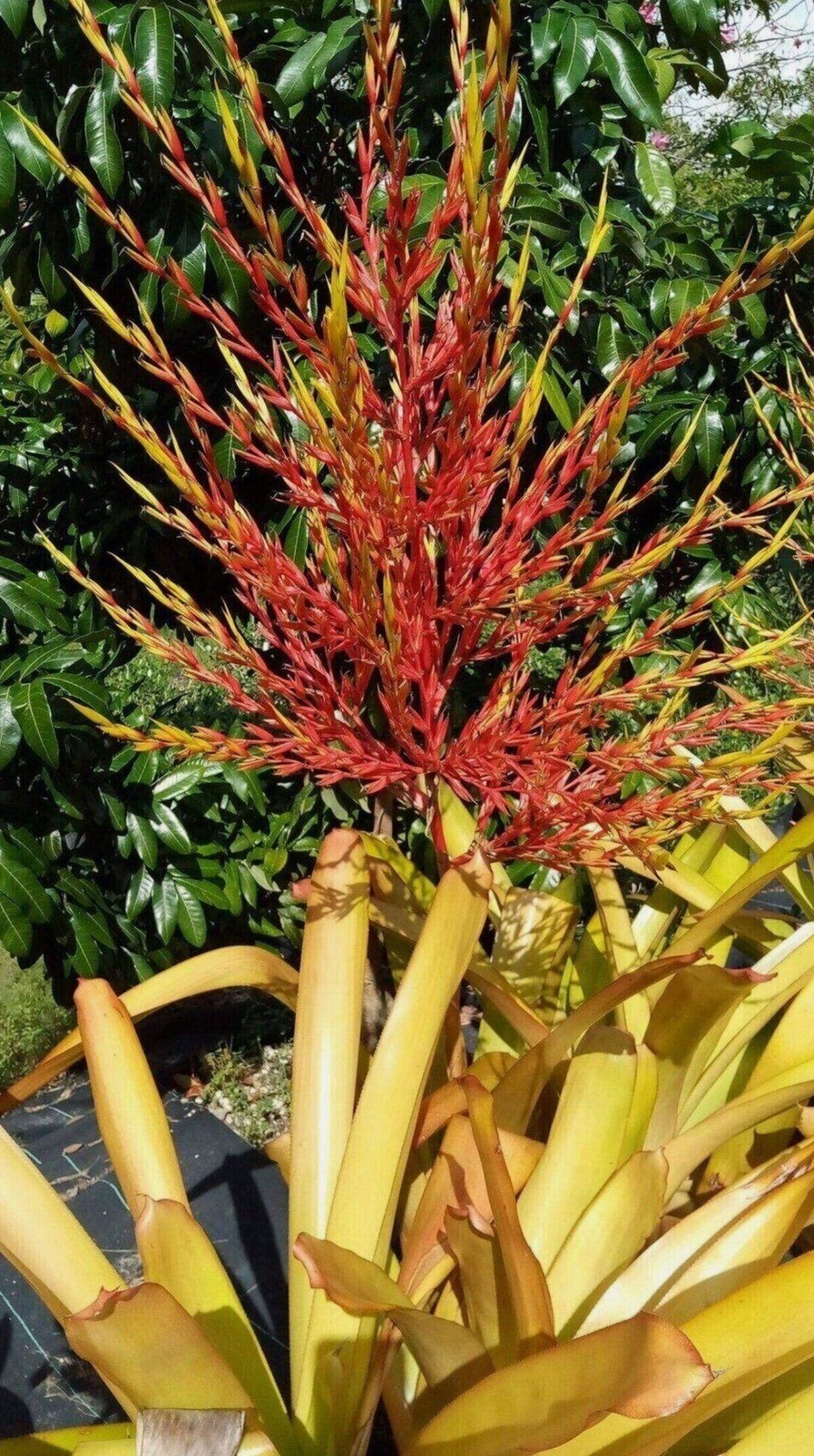 Aechmea Blanchetiana Fast Grower Spreads Pups Galore XL Red Orange Yellow Green