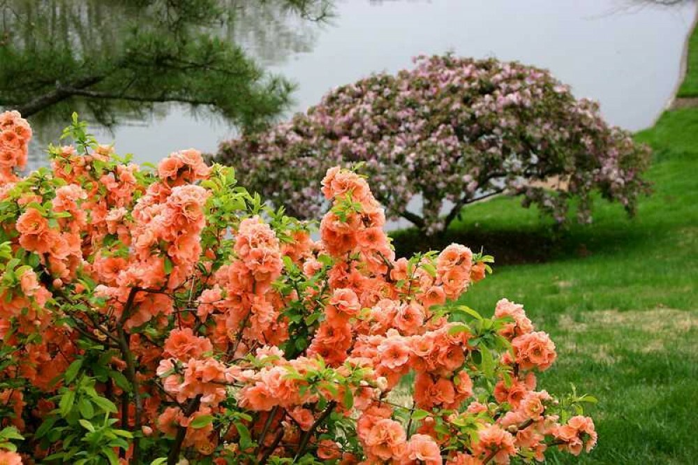 JAPANESE QUINCE Chaenomeles Japonica – 8 SEEDS. FREE S&H