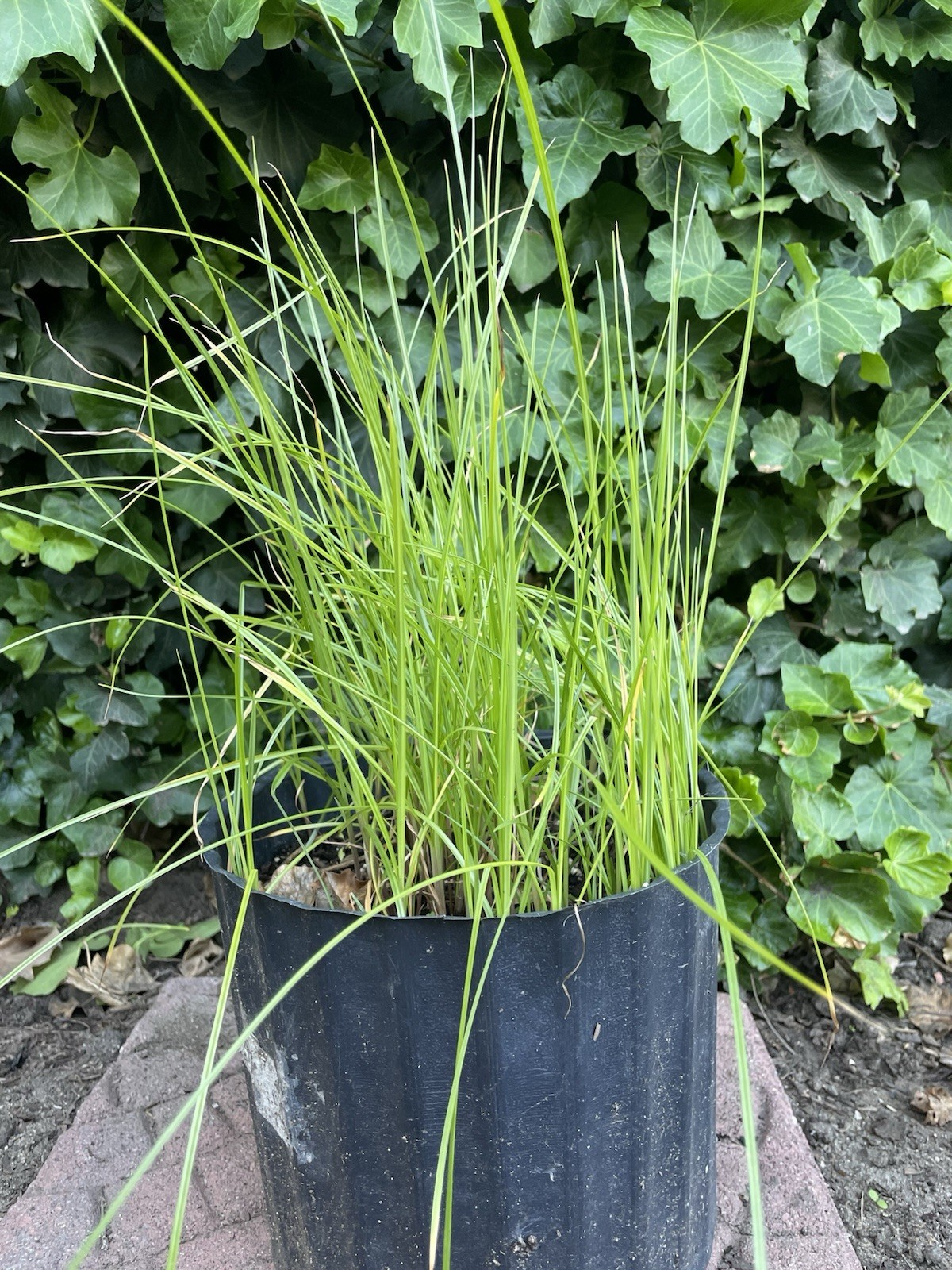 Umbrella Water Garden Plant