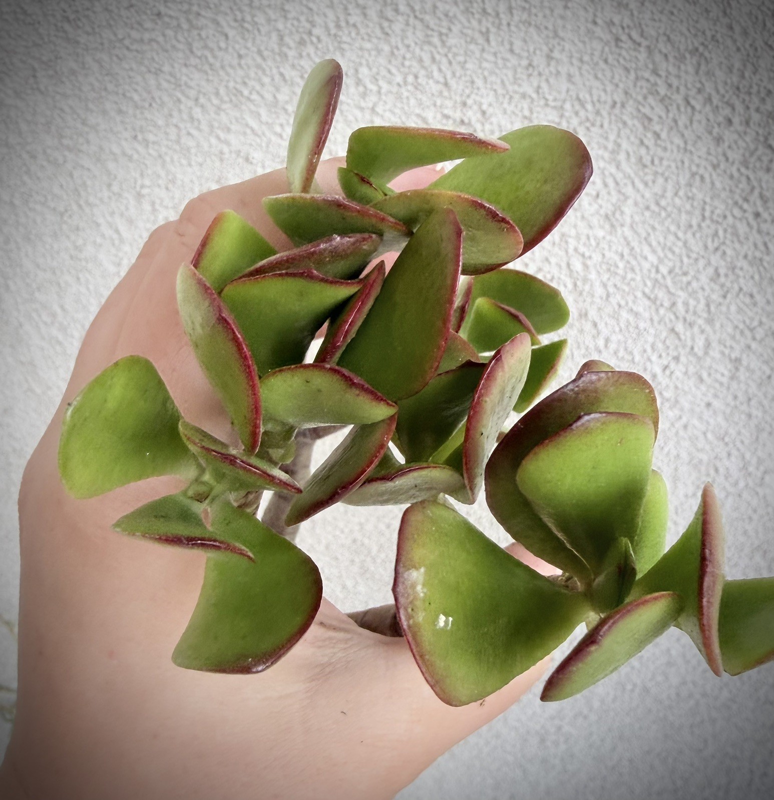 12”-14” Jade Crassula Ovata 1 stem Cutting red tippedlucky easy grow Succulent