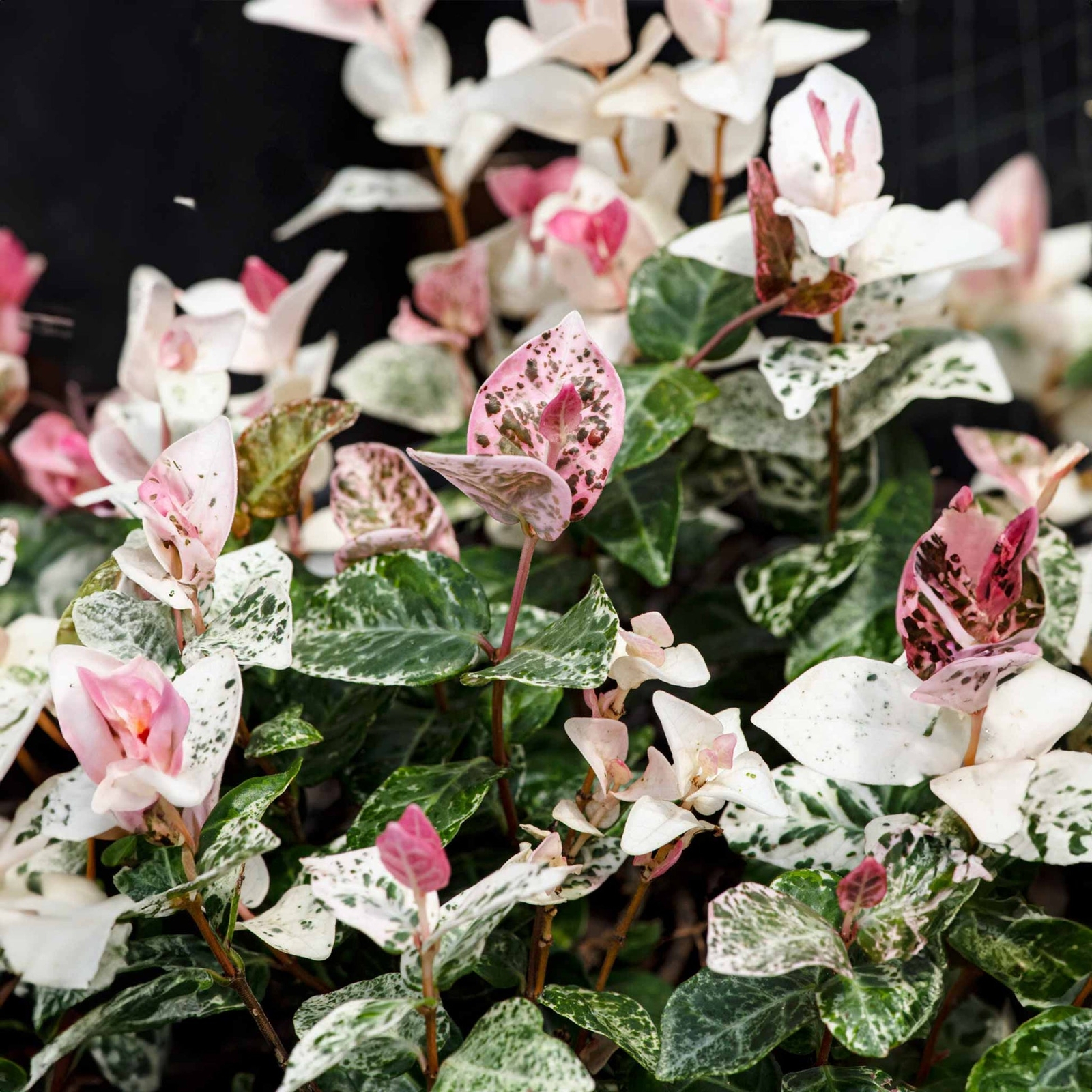 Trachelospermum asiaticum SNOW IN SUMMER HARDY JASMINE Seeds!