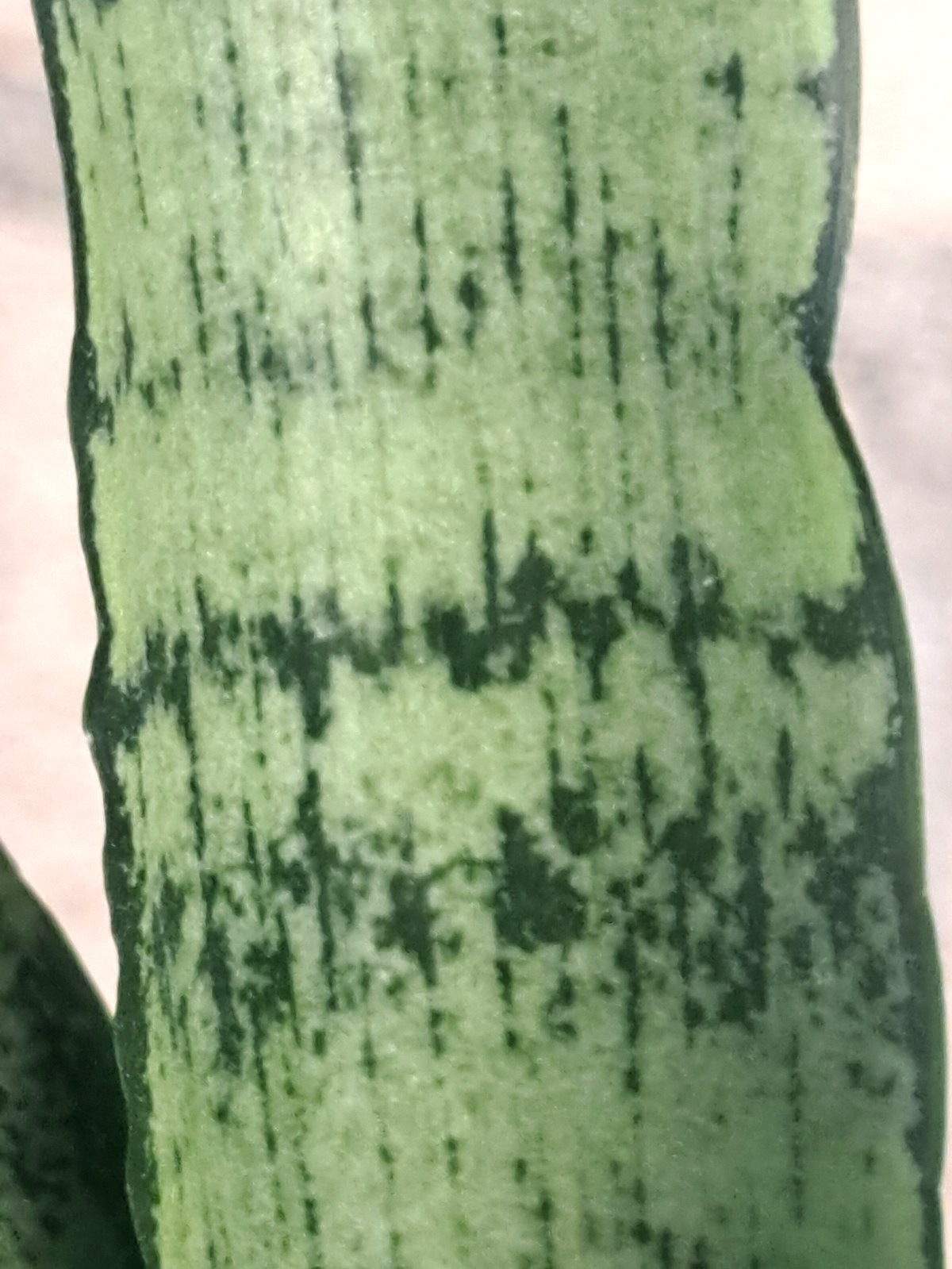 Sansevieria Zeylanica ‘Peppermint’ Plant Houseplant Succulent