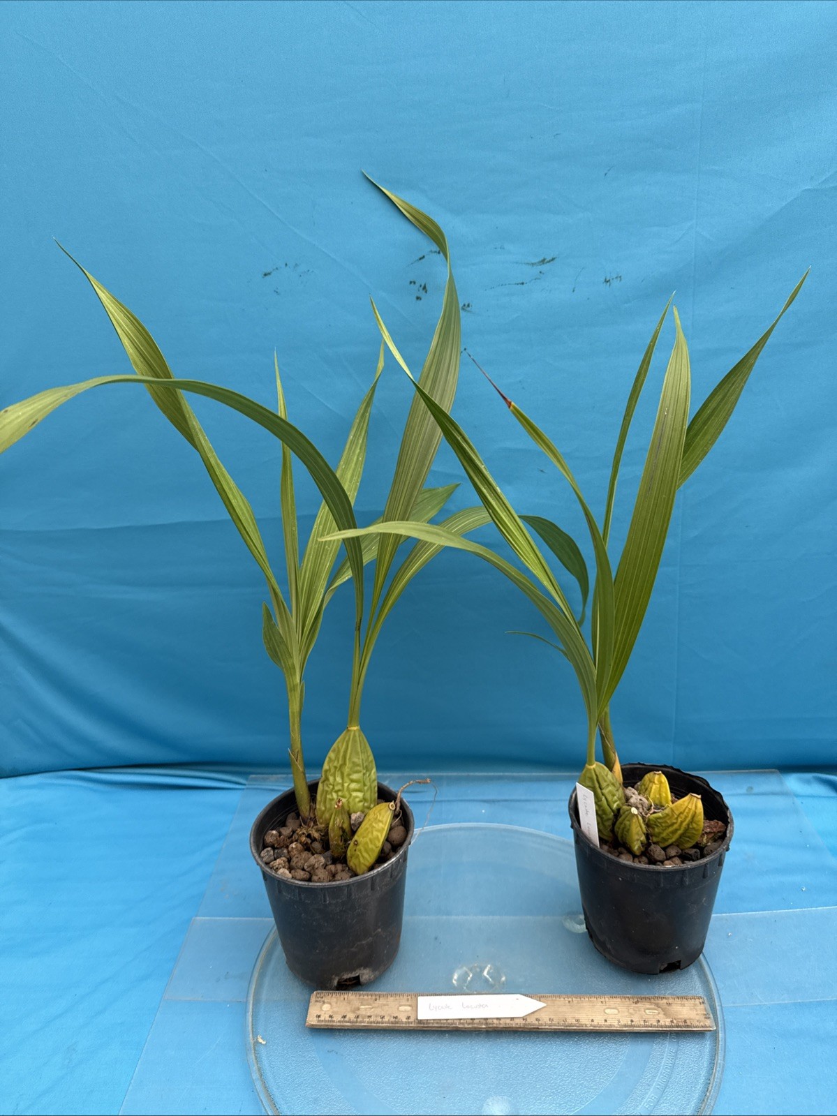 Lycaste (Ida) locusta Green White Bloom Size Orchid Species New Grow 5.5” Pot