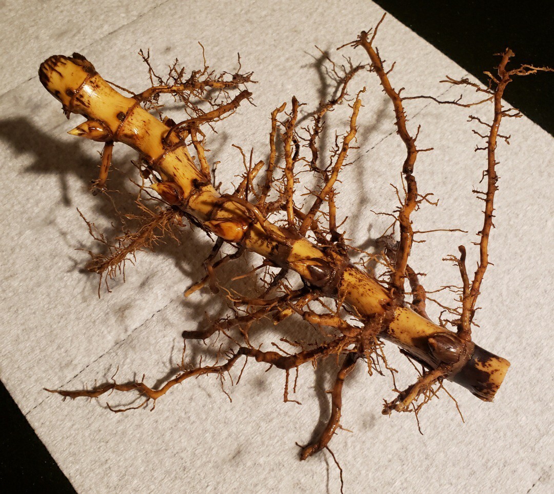 Black Bamboo True Phyllostachys Nigra Live Rhizome Bare Root Starter Plant