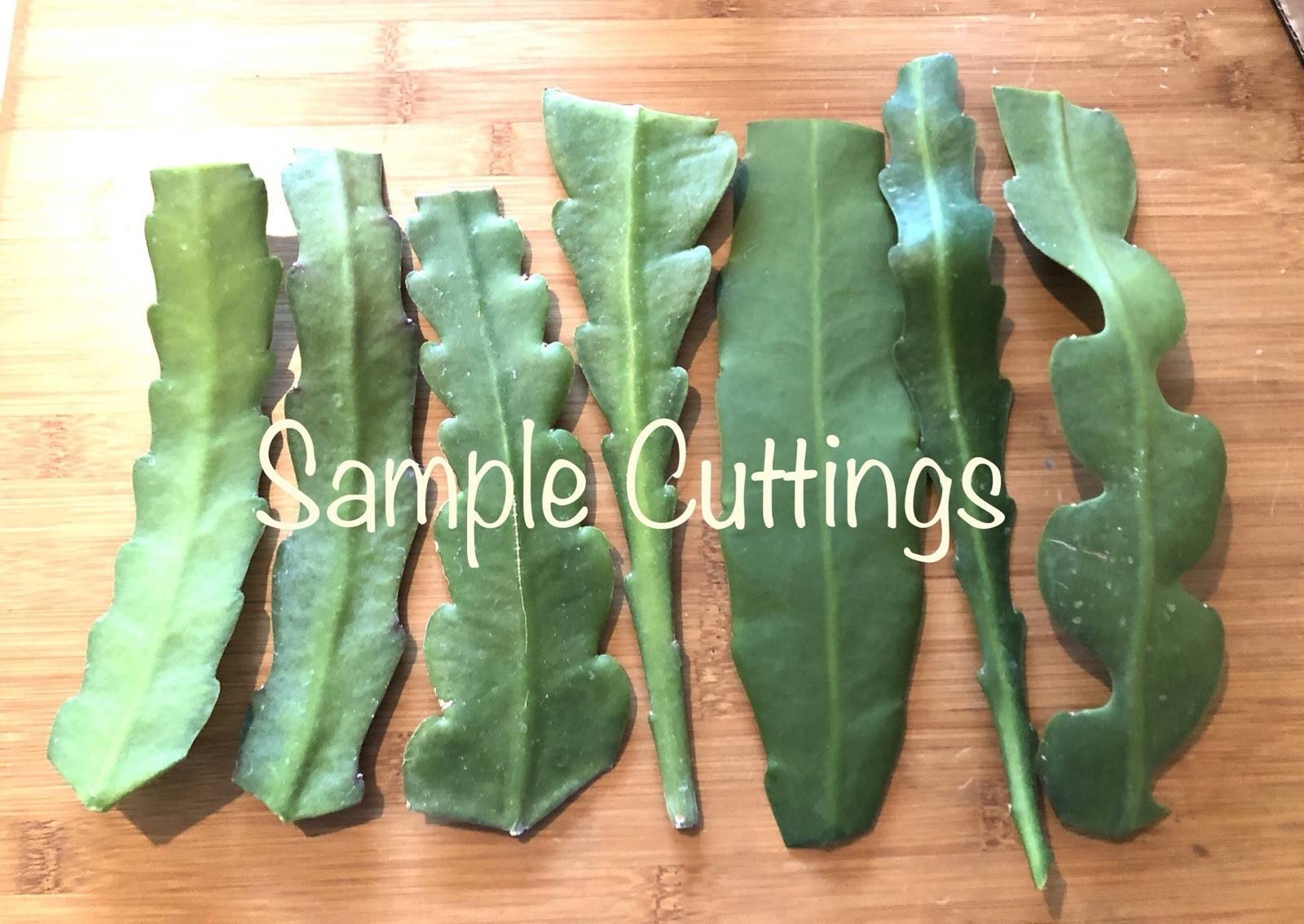 20 Assorted Mystery Unknown Colors Epiphyllum Cuttings Orchid Cactus Succulents