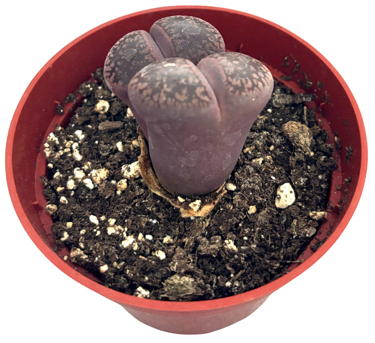Was $20 Now $10 Lithops Live Succulent Plant, Large 4″ Pot, Rare Living Stone