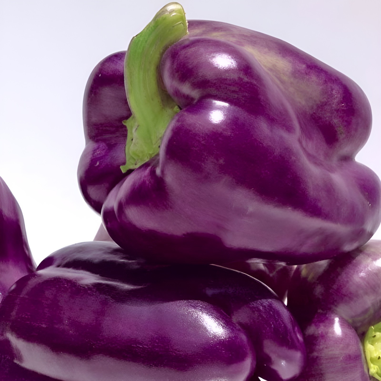 50 Heirloom Purple Beauty Bell Pepper Seeds – Home Garden Favorite Sweet No Heat