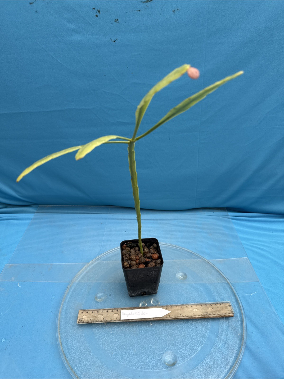 Rhipsalis elliptica Epiphytic Large Rooted Cactus Species 4” Pot New Growth