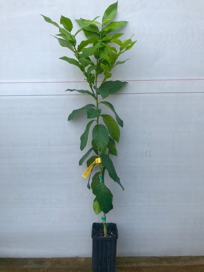 Bergamot Semi-Dwarf Orange Tree 24″-36″ tall, grafted Not for Az, Fl, La, Tx, Ak