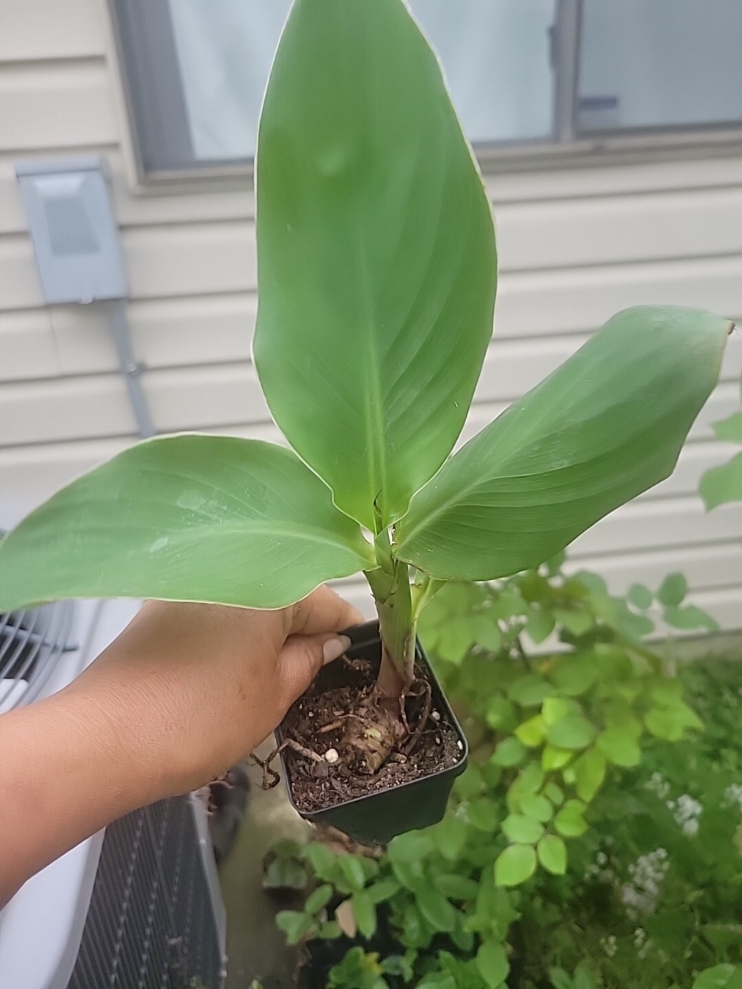 TROPICANNA CANNA Tropical orange blooms well rooted, Ships In Pot