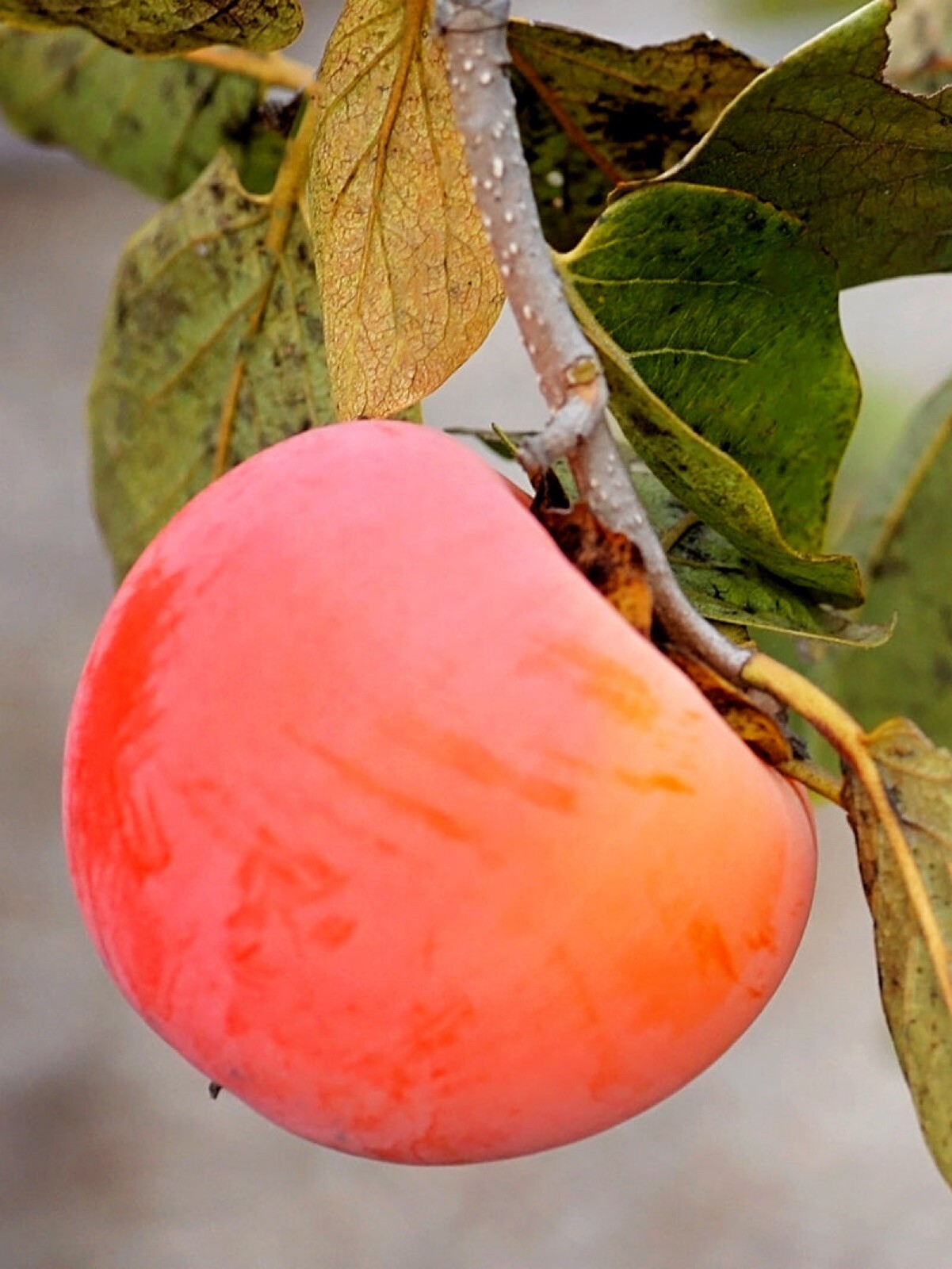 Persimmon Nikita’s Gift grafted tree (Diospyros virginiana x kaki) plant