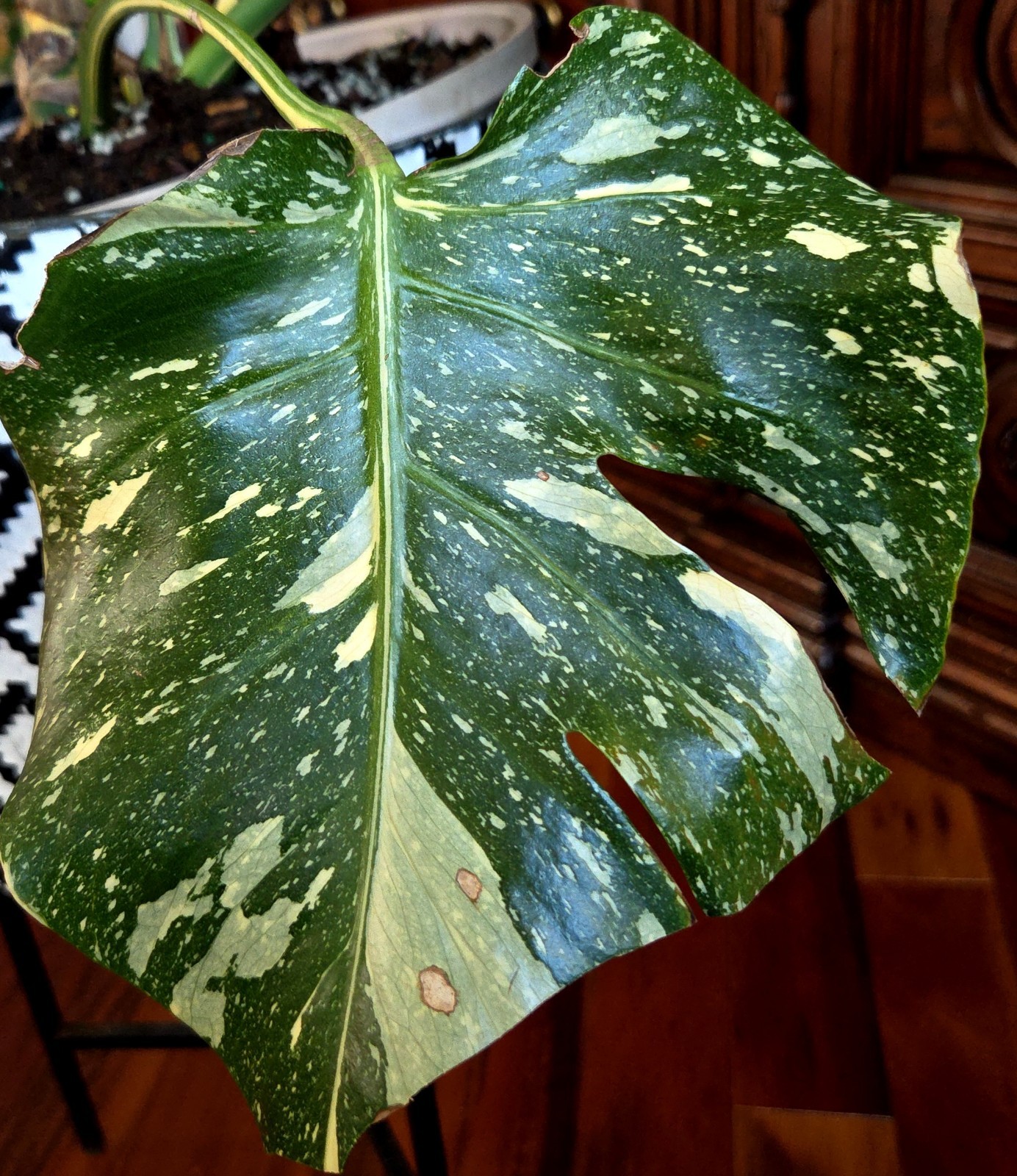 Rare XXL Monstera Thai Creme Brulee 30″ Tall Aroid Not Philodendron Anthurium