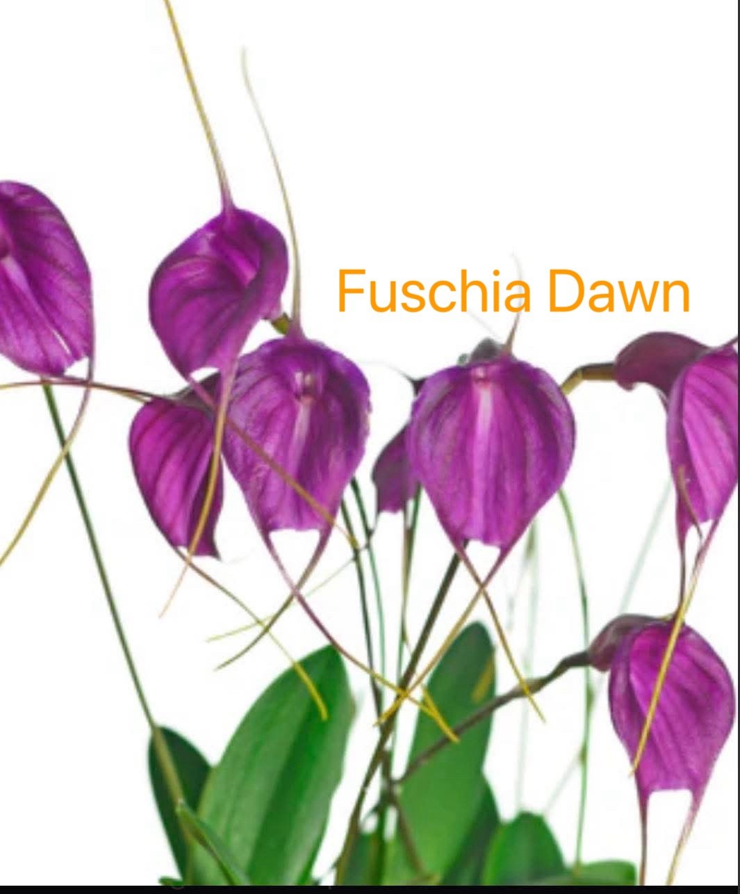 Masdevallia orchid Fuschia Dawn Plant