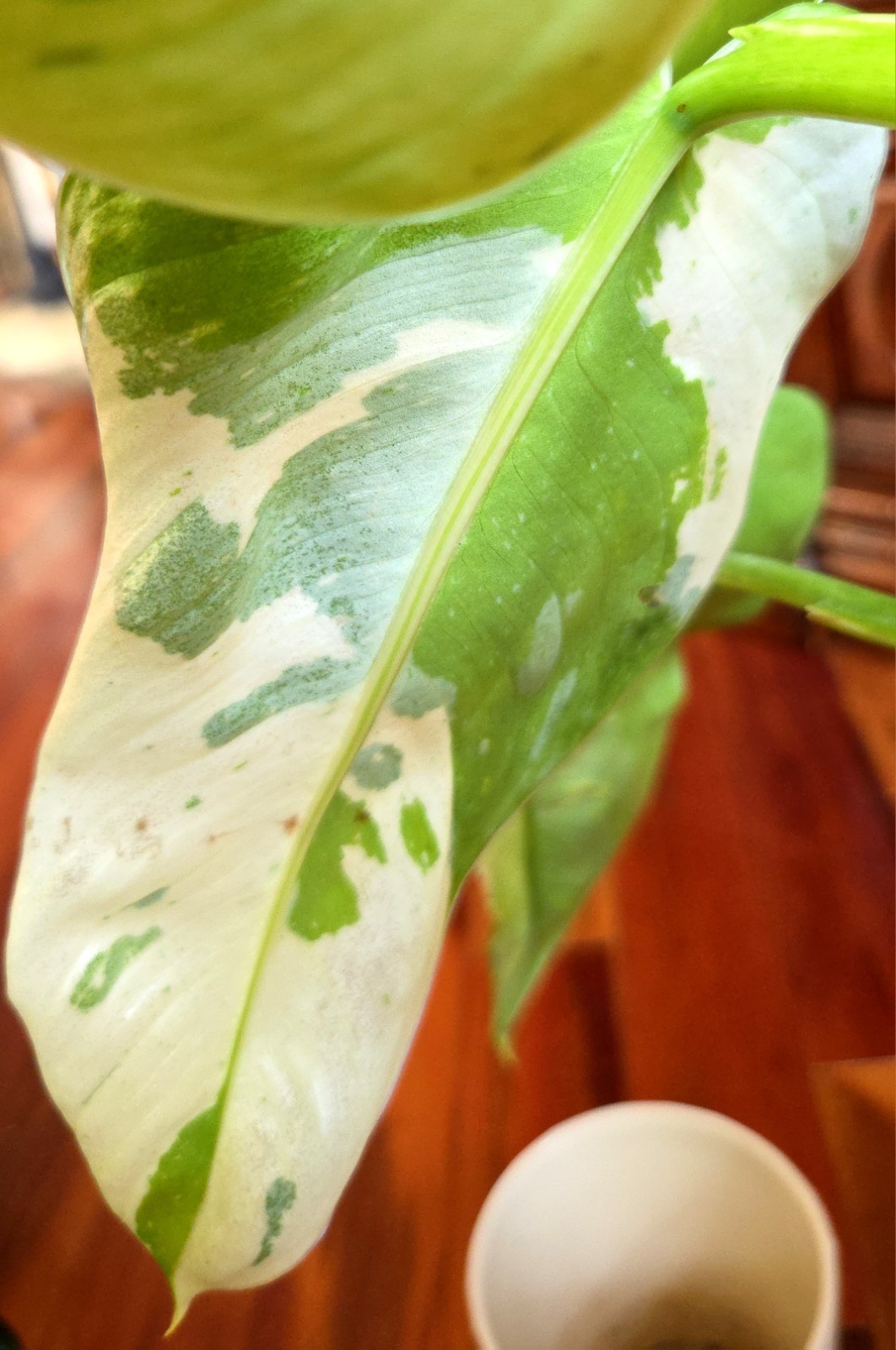 Rare Philodendron Mutant Jose Buono 27″ Wide Not Monstera Anthurium Syngonium