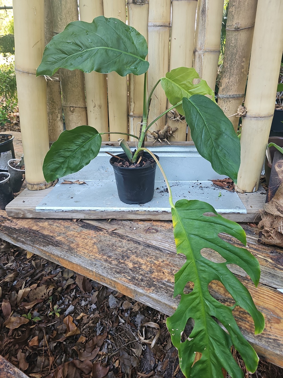 XL Monstera Dubia Mature Large Stem plant Fenestrated