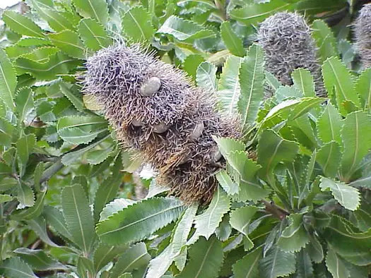 10 Banksia Serrata Tree Seeds Exotic Flowering Plant RARE Also for Bonsai