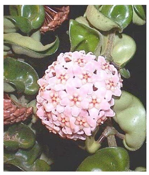 Hoya Hindu Rope Plant Live Carnosa Compacta Indoor Houseplant In 6″H Pot