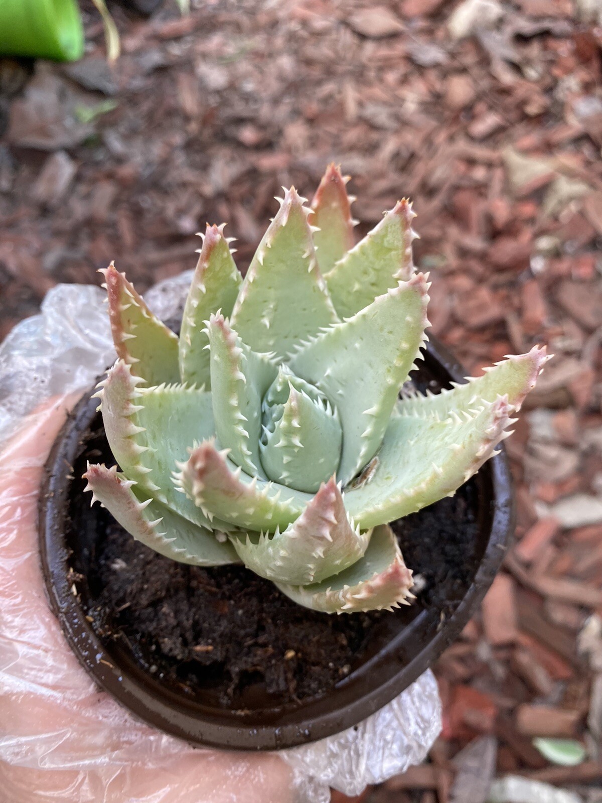 Aloe Brevifolia  Short-Leaved “Crocodile Aloe” Free Shipping