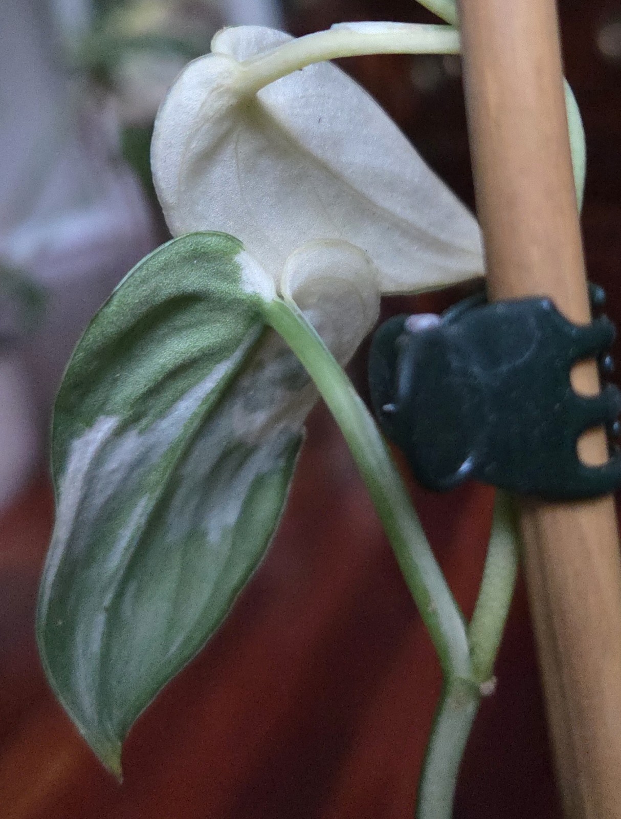 Rare Scindapsus Mayari Albo 18″ Tall not Aroid Monstera Philodendron Anthurium