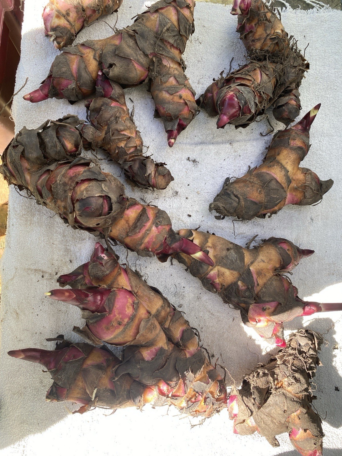 5 lb GIANT Musifolia Canna Bronze Leaves Red/orange Flowers Great Deal!