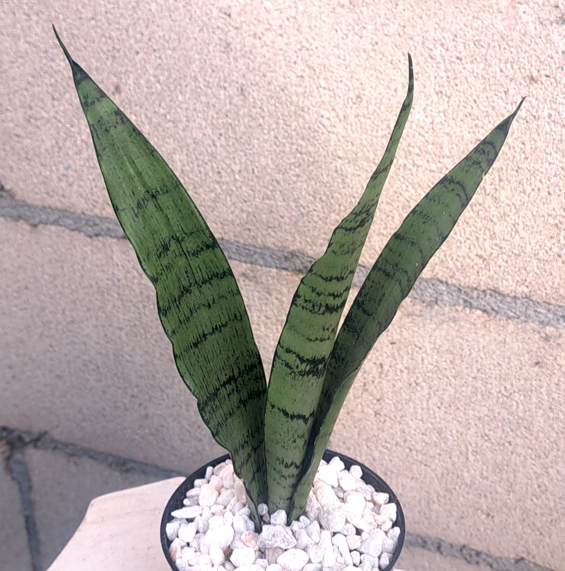 Sansevieria Zeylanica ‘Peppermint’ Plant Houseplant Succulent