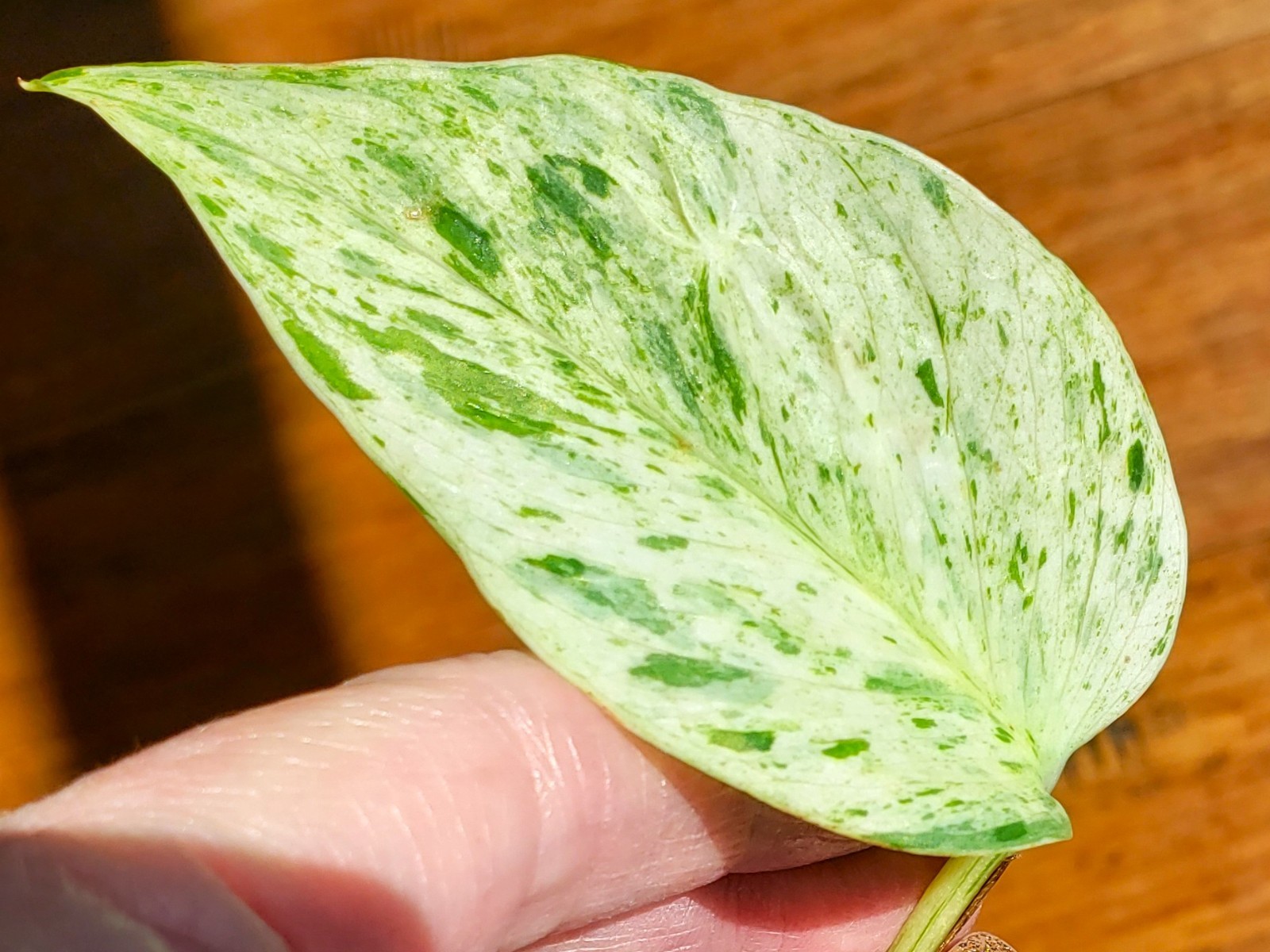 RARE Rooted GRACE Teruno Pothos Series Epipremnum Aureum Hi-Variegation