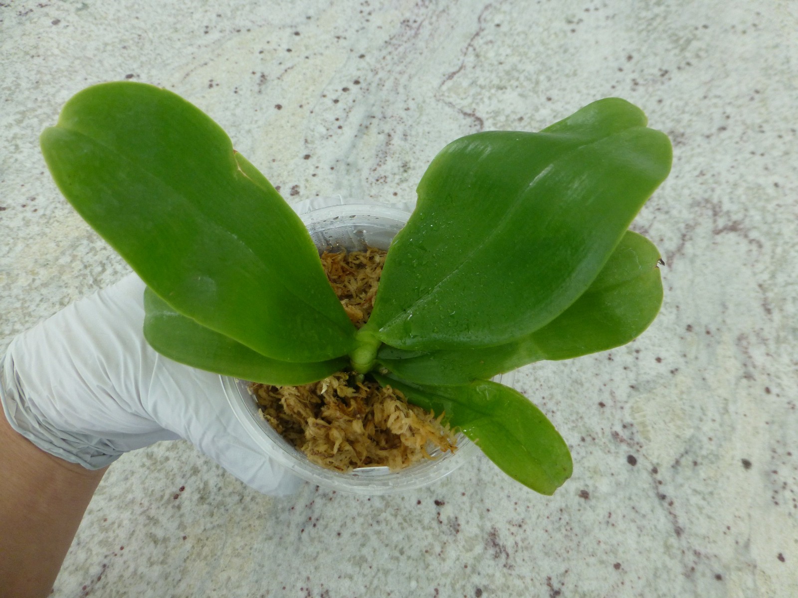 Phalaenopsis Orchid Phal. violacea indigo ‘Jia Ho Blue Moon’ In 3.5″ Pot