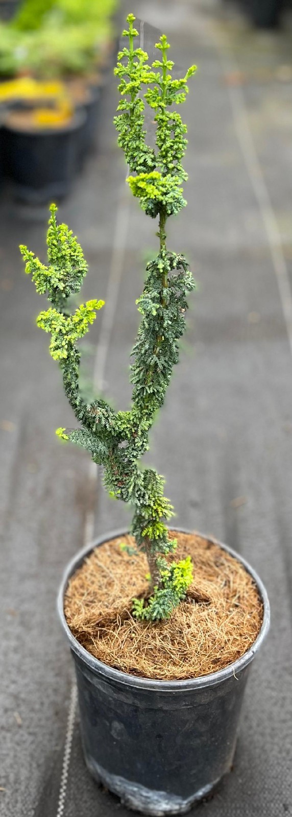 Chamaecyparis obtusa ‘Chirimen’ (Chirimen Hinoki Cypress), one gallon