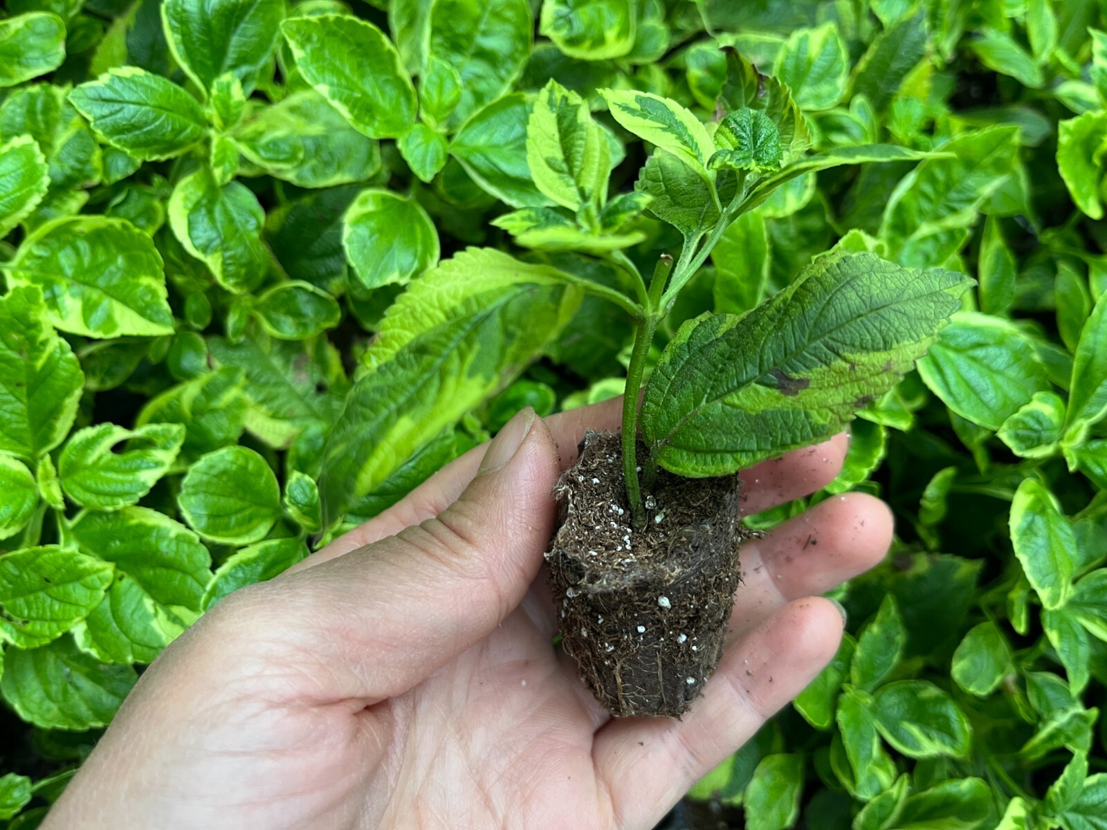 Variegated Lantana Samantha Live Plant, Healthy Starter for Pollinator Garden