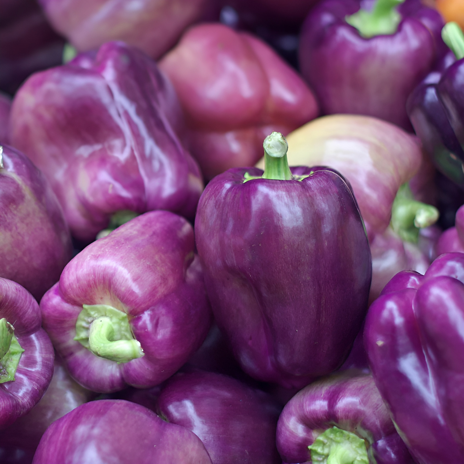 50 Heirloom Purple Beauty Bell Pepper Seeds – Home Garden Favorite Sweet No Heat