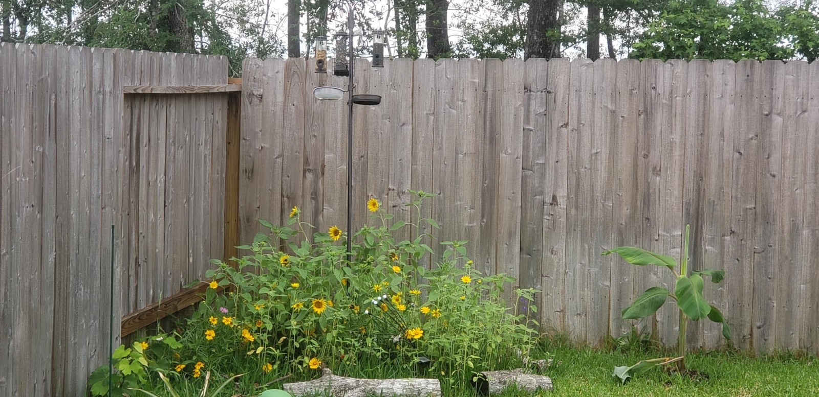 Easy to Grow Wildflower Seeds – 100,000 Count for Thriving Butterfly Habitats