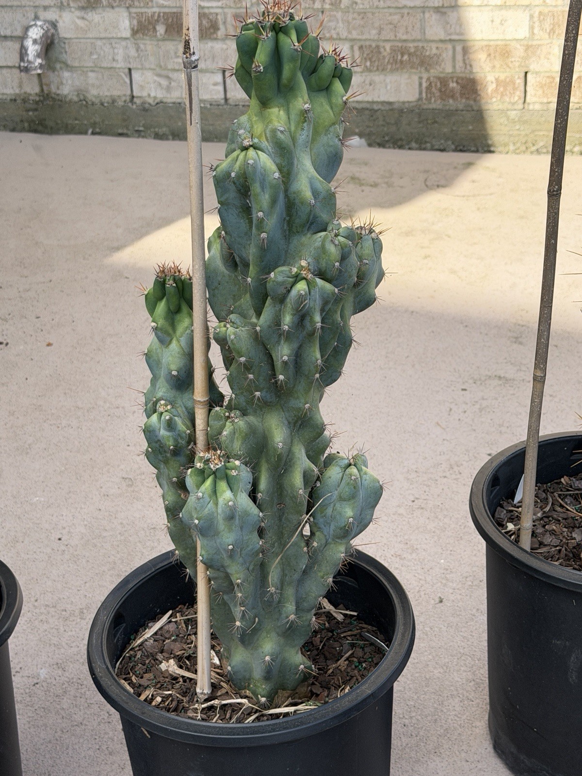 Monstrous Apple Cactus Large Plant 24-32” tall, Extreme Temp Tolerant 15° Rooted