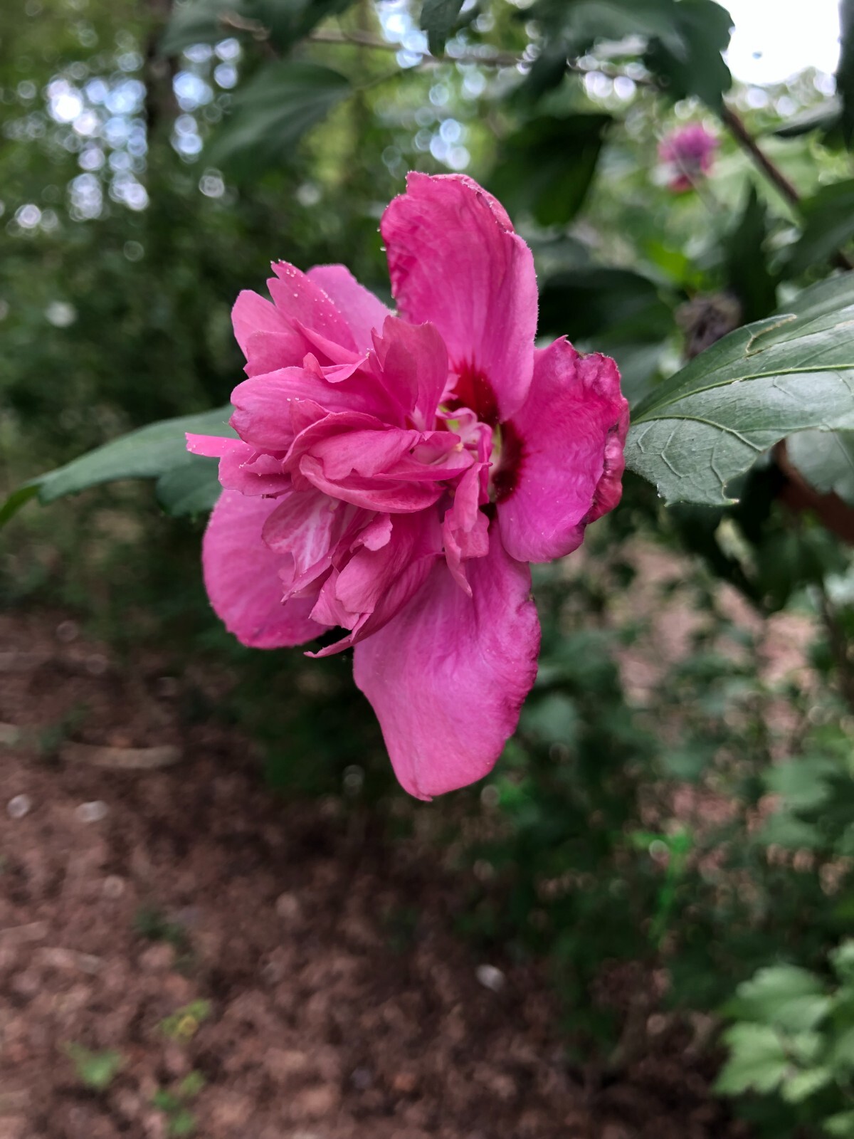 Magenta Chiffon Rose Of Sharon Live Plant With Roots(Buy 1 Get Small Plant Free)