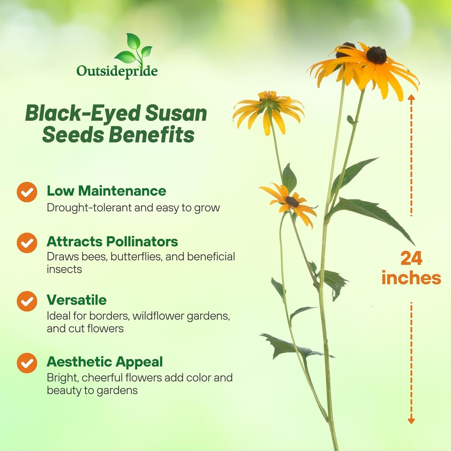 5 LBS Rudbeckia Hirta Drought Tolerant Black Eyed Susan Wildflower Seeds