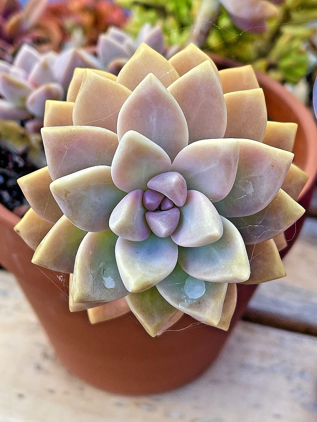 Rare Succulent Graptosedum Ghosty Cactus Live Plant Cutting One-Head 2-3 Inches