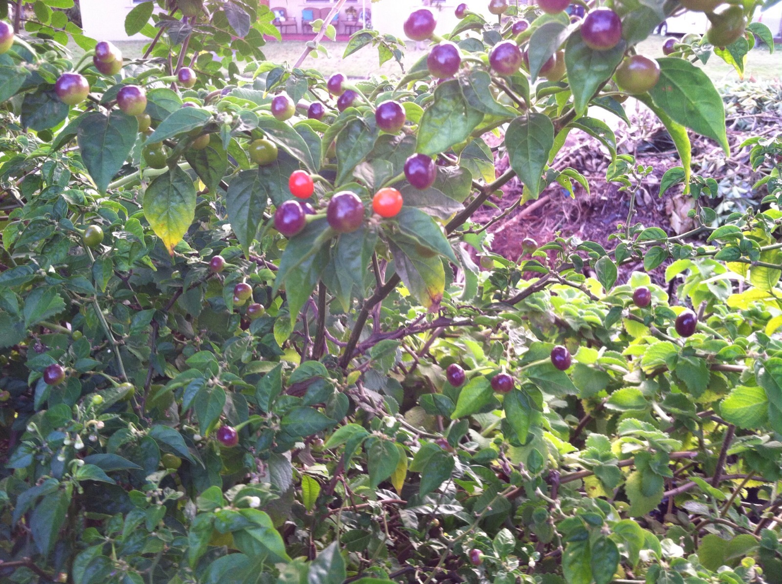 Wiri Pepper Wiri Wiri Pepper Seeds The Hottest And Tastiest Pepper Origin Guyana