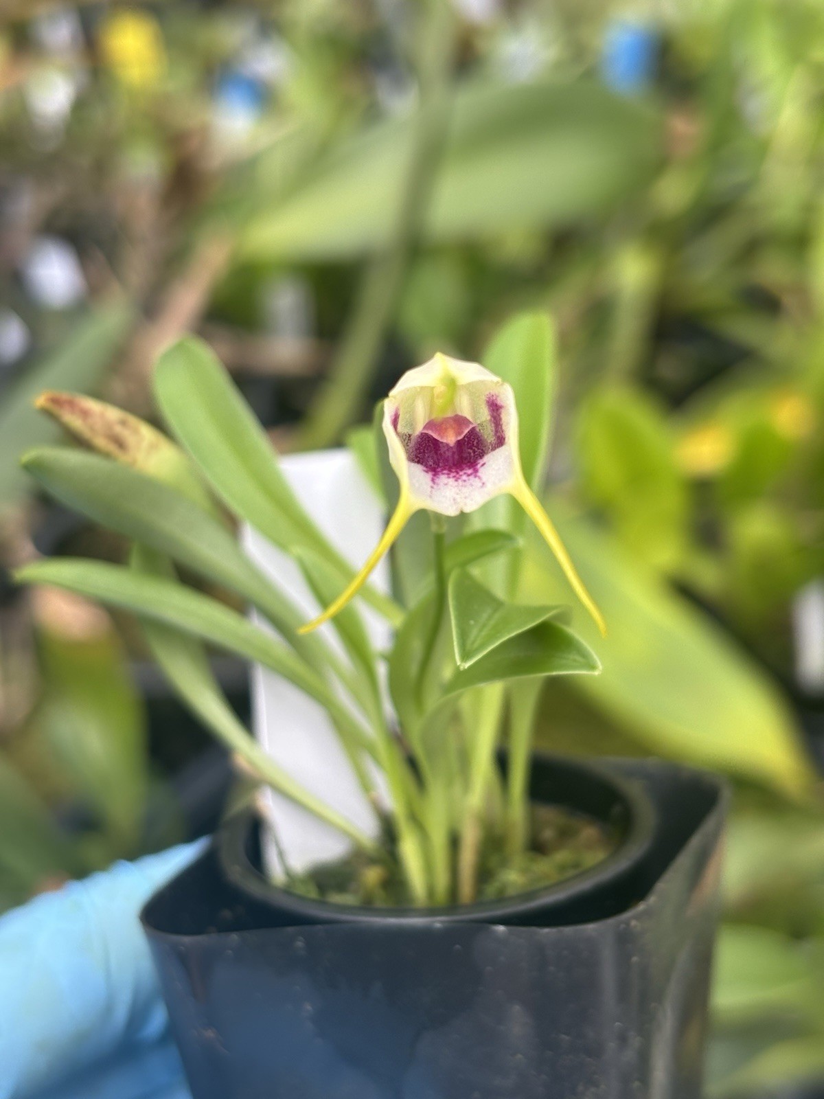 Masdevallia tinekeae very rare miniature orchid species Peru in SPIKE