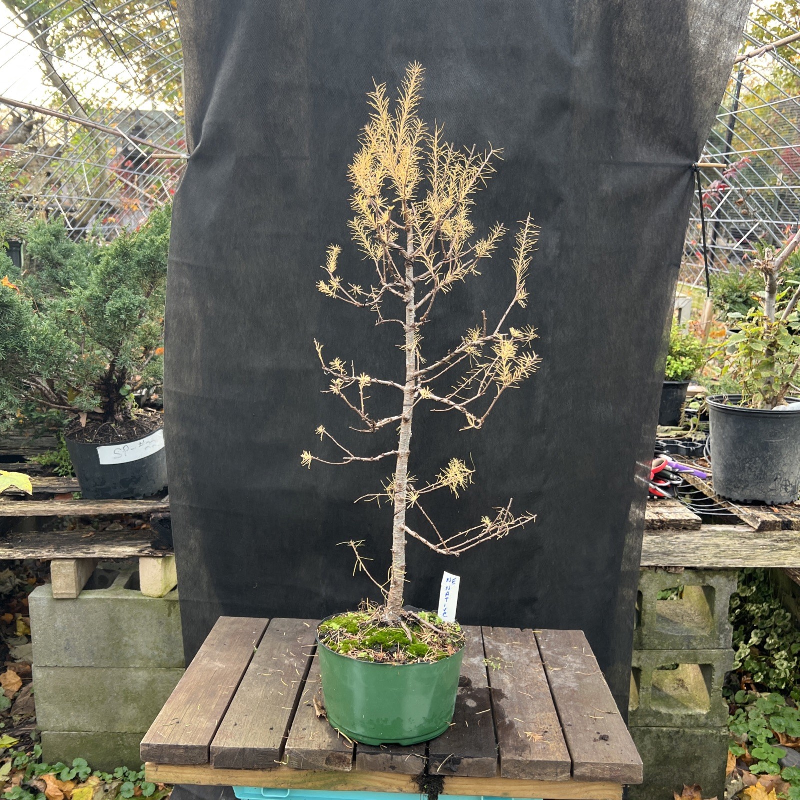 American Larch ￼ Collected Pre-Bonsai Material ￼ 30 ” tall from top 36″ Total
