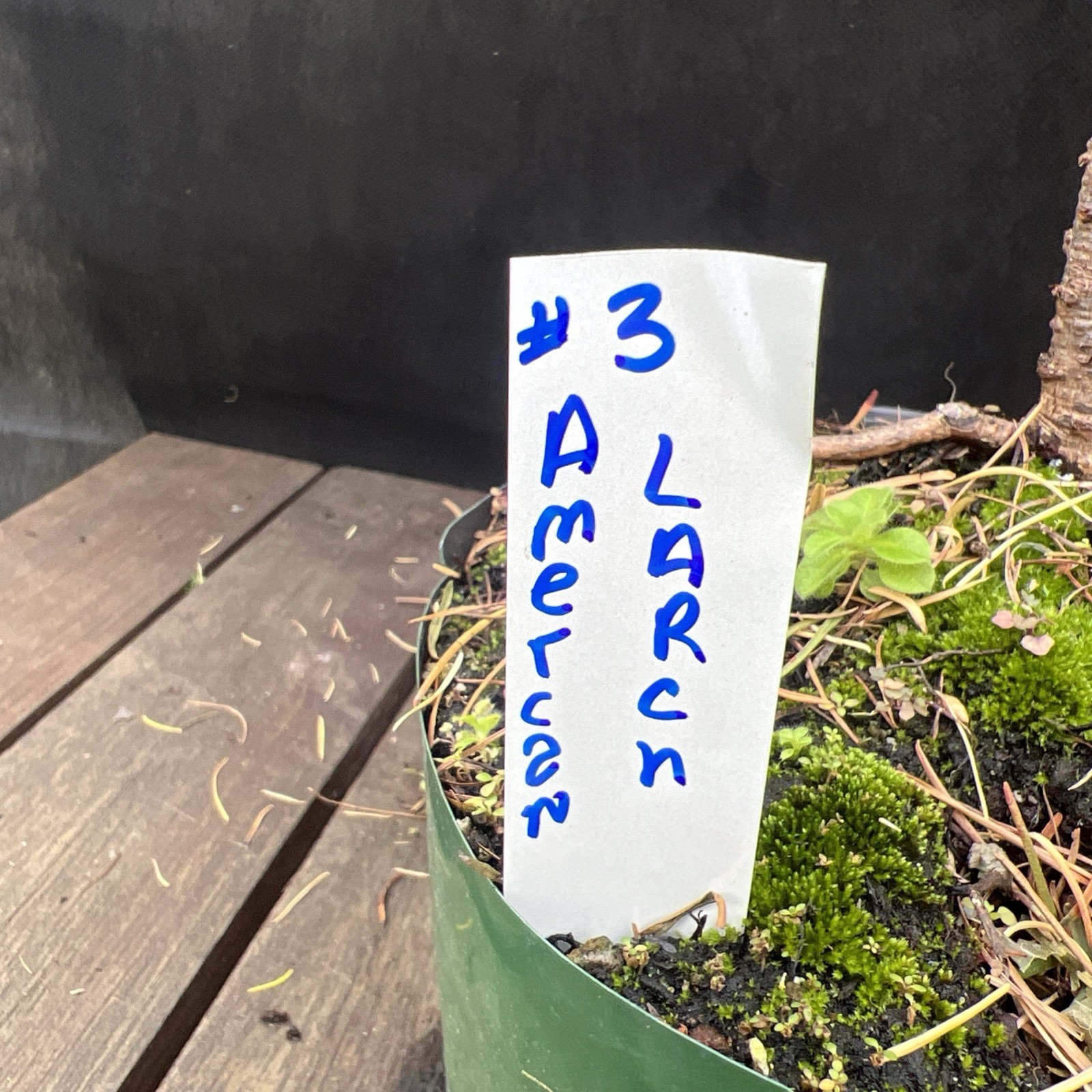American Larch ￼ Collected Pre-Bonsai Material ￼ 30 ” tall from top 36″ Total