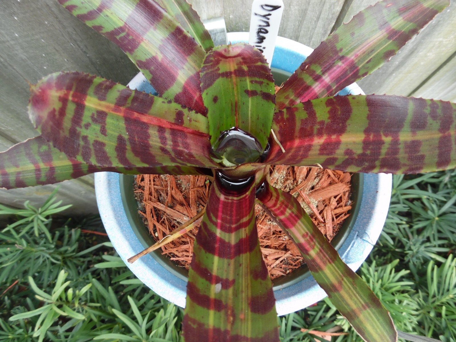 Neoregelia DYNAMIC FORCE Bromeliad one tropical plant *MEDIUM*
