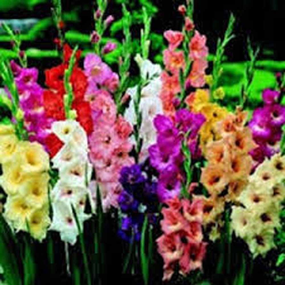 Gladiolus, Bulb (10 Pack) Pastel Mixed, Mixed Perennial Gladiolus Bulbs, Flowers