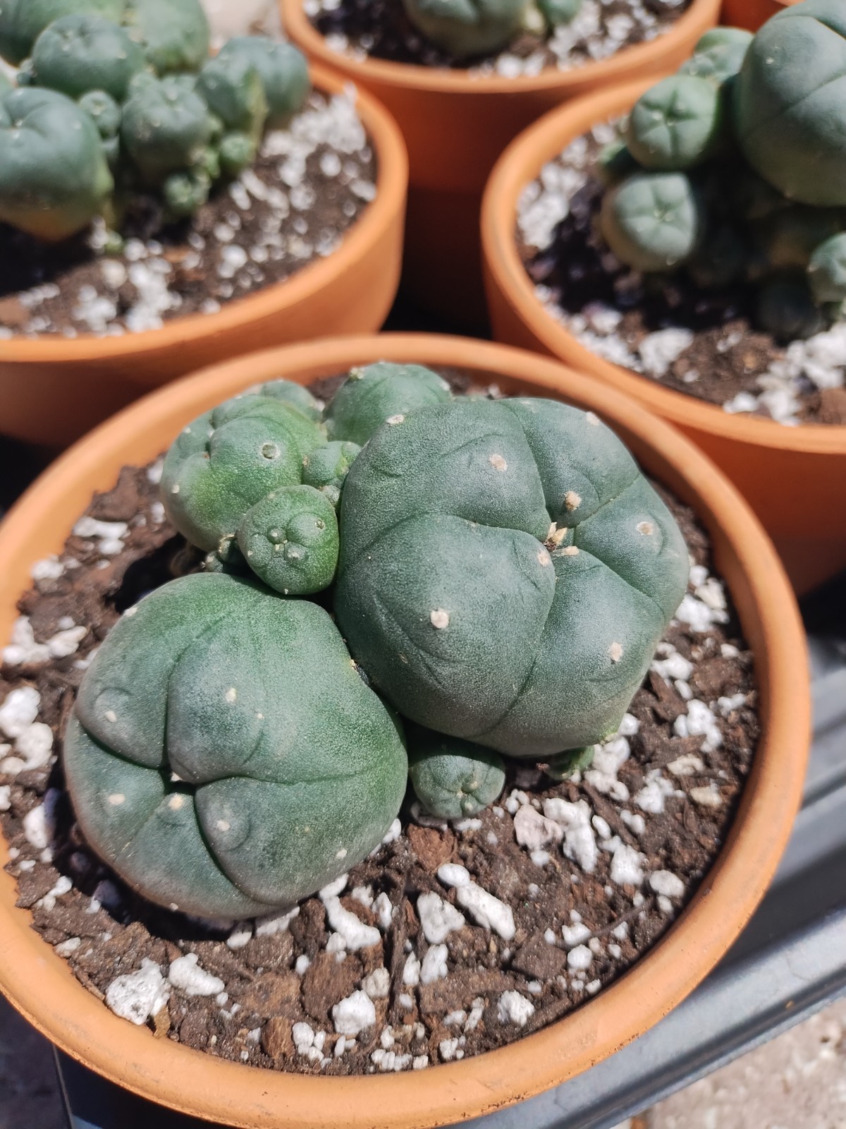 Rare Seed Grown Cactus Clusters 2.75-3.5in Diameter