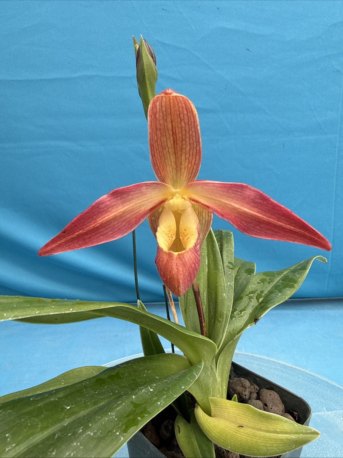 Phragmipedium Eric Young Orange Yellow Pink NBS Orchid New Import 4” Pot SPIKING