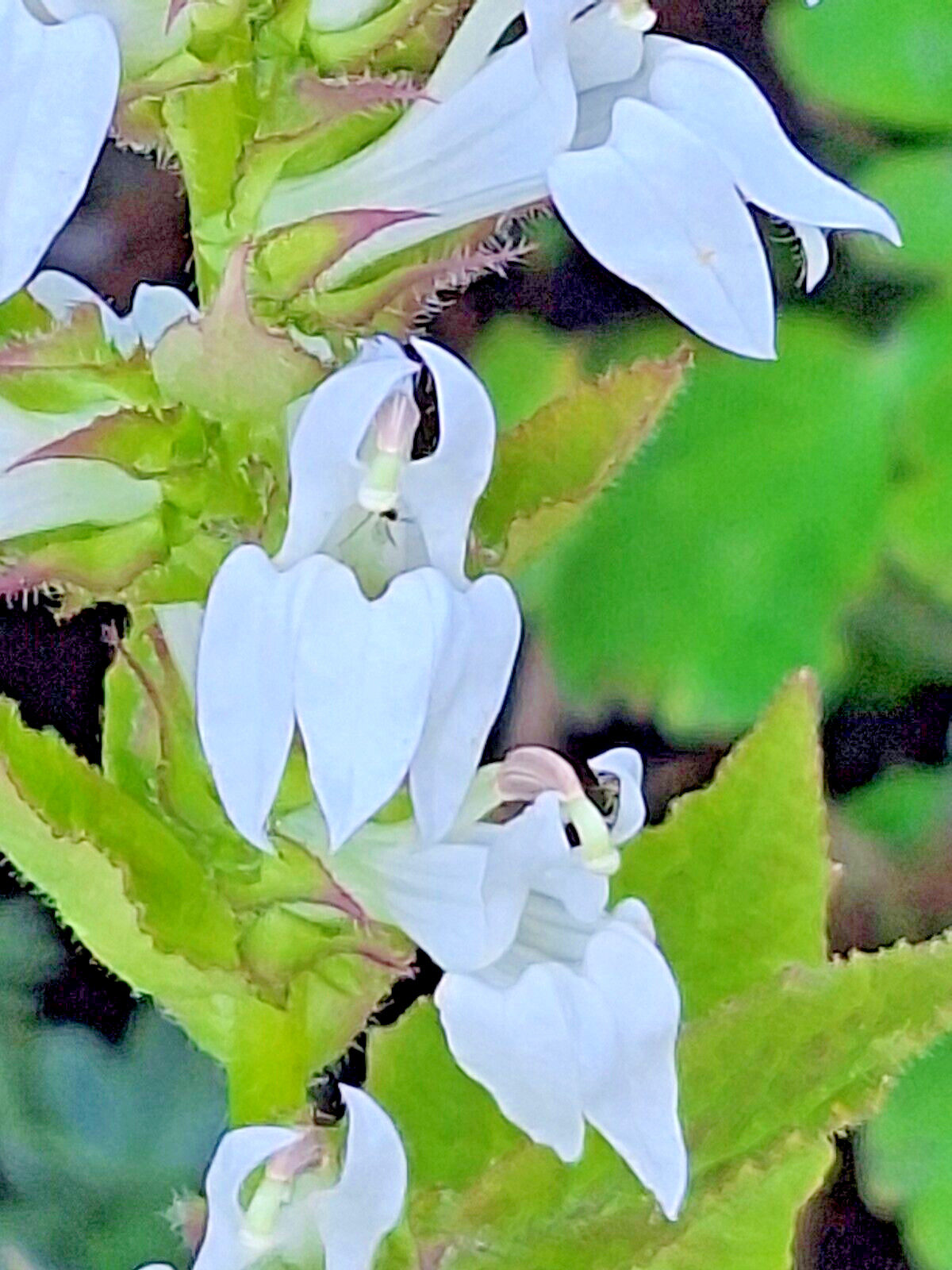 Giant white lobelia 253 SEEDS, LOBELIA SIPHILITICA hardy, EZ to grow, USA seller