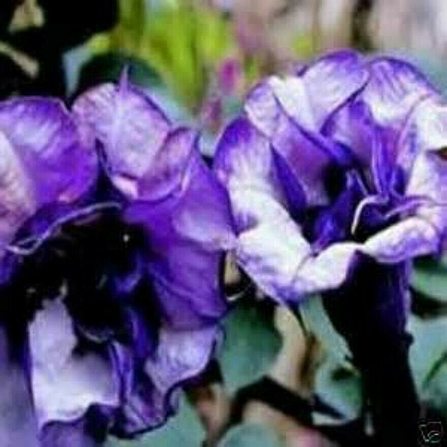 Custom Devil Trumpet Mix -Trumpet Bush Seeds -Datura MANY COLORS