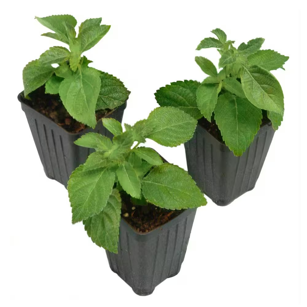 4 In. Lucky Red Bloom Lantana Plant (3-Piece)