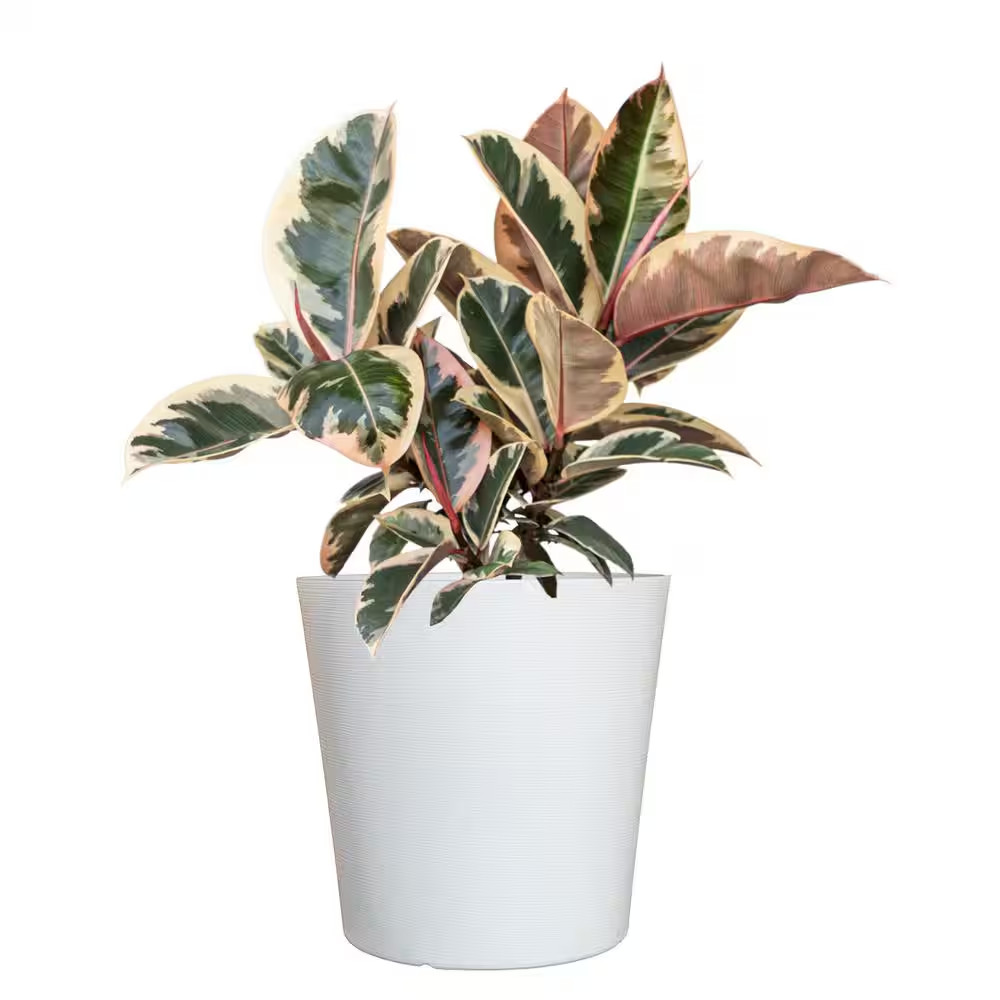 Live Ficus Elastica Tineke Rubber Plant in 10 In. White Decor Pot