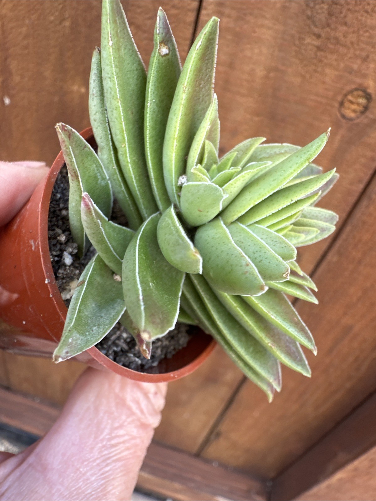 Crassula Capitella “Campfire” – Live Succulent – Rooted Plant