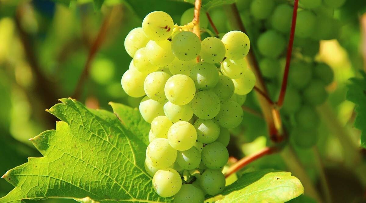 50+ Green Grape(Desert Grapes) Seeds-Free Shipping #22