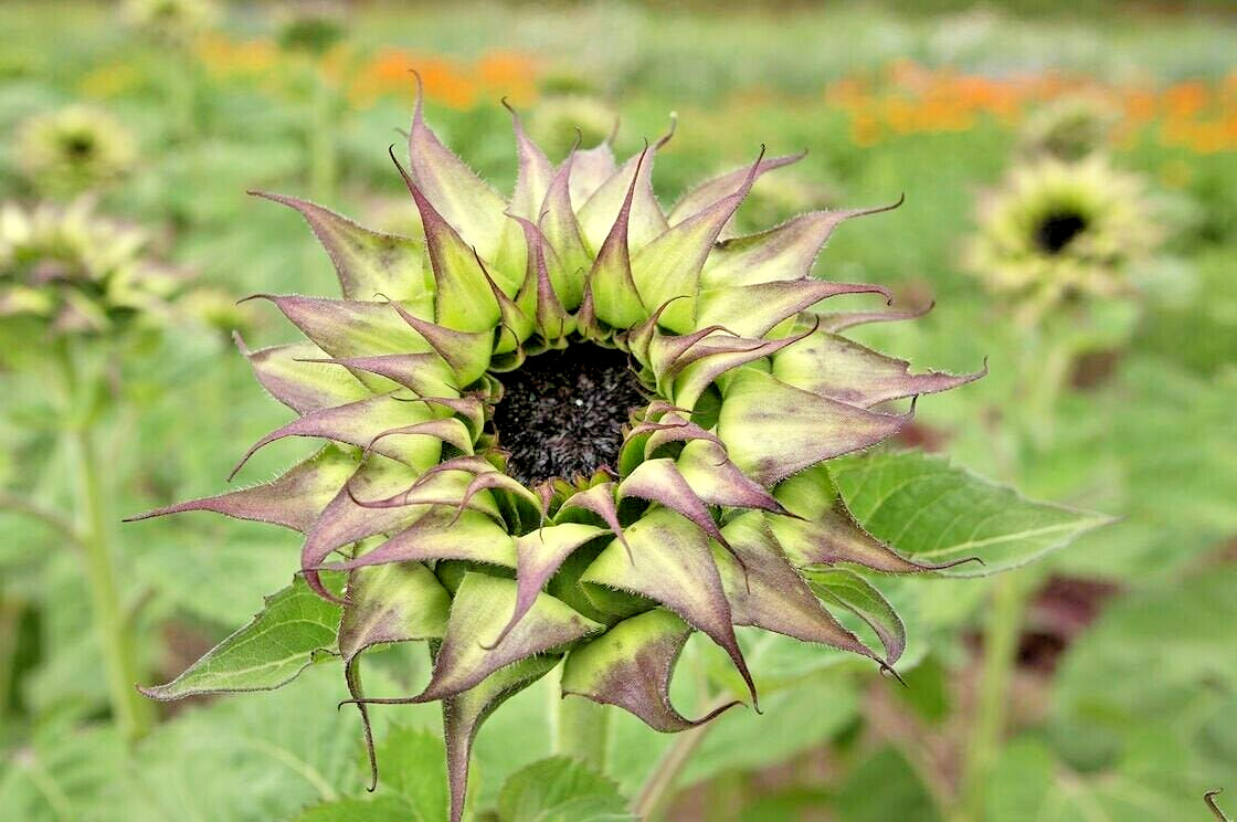 20 SUNFILL PURPLE DOUBLE SUNFLOWER SEEDS – Helianthus annuus